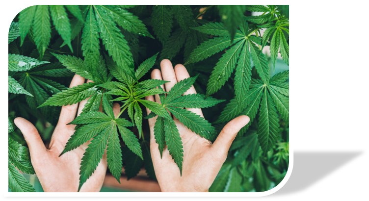 กัญชง กัญชา